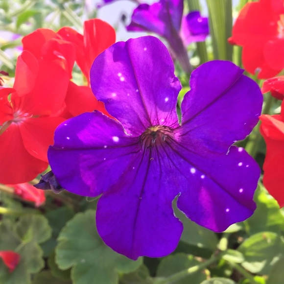 Meet your Posher, Kim - Picture 1 of 1